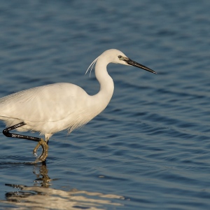 Kleine zilverreiger - Camargue