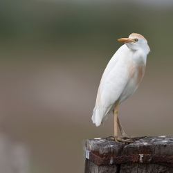 Koereiger - Camargue