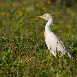 Koereiger - Coto Doñana