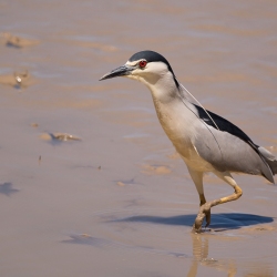 Kwak - Coto Doñana