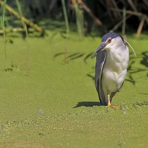 Kwak - Zuid-Holland