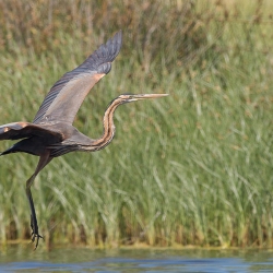 Purperreiger - Lesbos