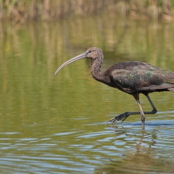 Zwarte ibis - Coto Doñana