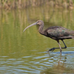 Zwarte ibis - Coto Doñana
