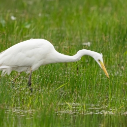 Grote zilverreiger