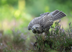 Buizerd
