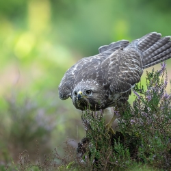 Buizerd