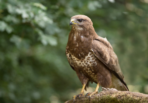 Buizerd - Hortobágy