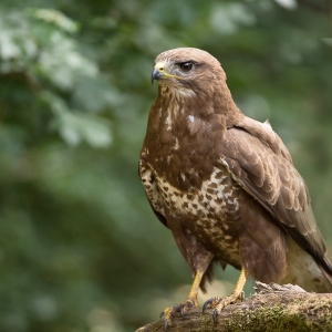 Buizerd - Hortobágy