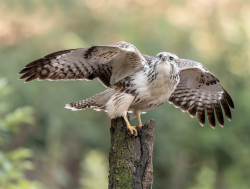 Buizerd - Brabant