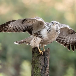 Buizerd - Brabant