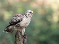 Buizerd - Brabant