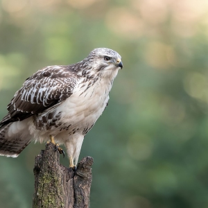 Buizerd - Brabant