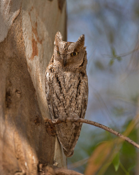 Dwergooruil - Lesbos