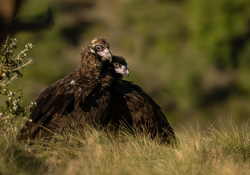 Monniksgier - Spanje