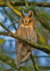 Ransuil - Loosdrecht