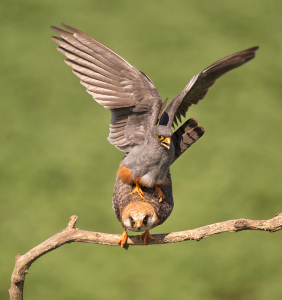 Roodpootvalk - Kiskunság