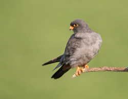 Roodpootvalk - Kiskunság