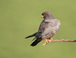Roodpootvalk - Kiskunság