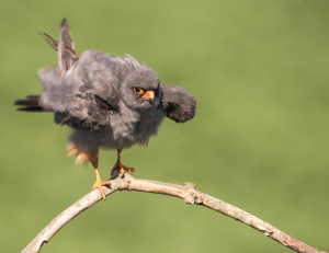 Roodpootvalk - Kiskunság