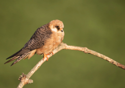 Roodpootvalk - Kiskunság