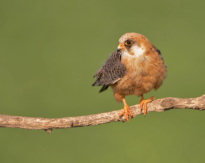 Roodpootvalk - Kiskunság