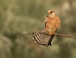 Roodpootvalk - Hortobágy