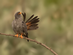 Roodpootvalk - Hortobágy