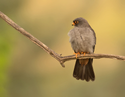Roodpootvalk - Hortobágy (Hongarije)