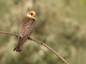 Roodpootvalk - Hortobágy