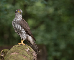 Sperwer - Hortobágy