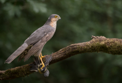 Sperwer - Hortobágy