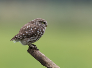 Steenuil - Kalmthout (België)