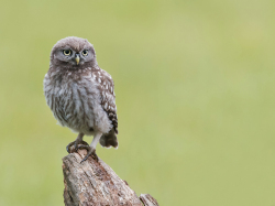 Steenuil - Kalmthout (België)