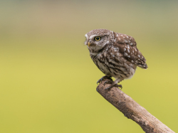 Steenuil - Kalmthout (België)