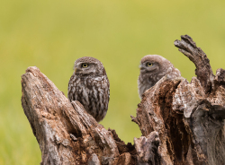 Steenuil - Kalmthout (België)
