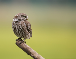 Steenuil - Kalmthout (België)