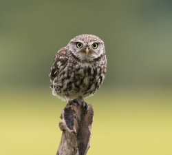 Steenuil - Kalmthout (België)