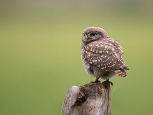 Steenuil - Kalmthout (België)
