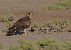 Steppekiekedief - Lesbos (Griekenland)