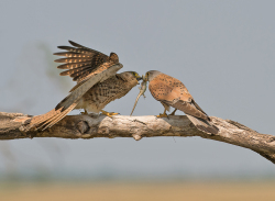 Torenvalk - Kiskunság