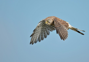 Torenvalk - Kiskunság