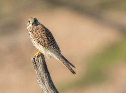 Torenvalk - Coto Doñana (Spanje)