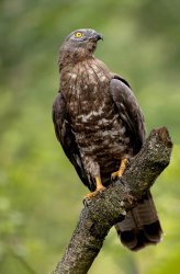 Wespendief - Brabant