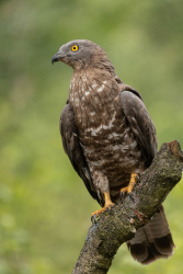 Wespendief - Brabant