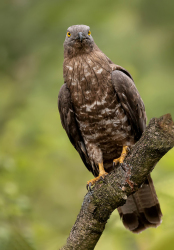 Wespendief - Brabant