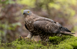 Wespendief -  Brabant