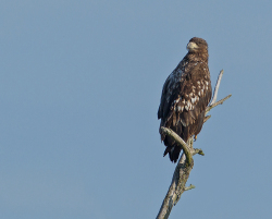 Zeearend - Lepelaarplassen