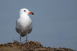 Audouins meeuw - Spanje