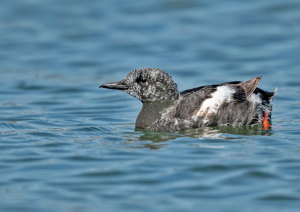 Zwarte zeekoet - Texel
